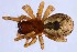  (Amaurobius - GBOL14641)  @15 [ ] CreativeCommons - Attribution Non-Commercial Share-Alike (2015) SNSB (Staatliche Naurwissenschaftliche Sammlungen Bayerns) SNSB, Zoologische Staatssammlung Muenchen