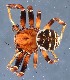  (Xysticus lineatus - GBOL14661)  @15 [ ] CreativeCommons - Attribution Non-Commercial Share-Alike (2015) SNSB (Staatliche Naurwissenschaftliche Sammlungen Bayerns) SNSB, Zoologische Staatssammlung Muenchen