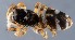 (Salticus scenicus - GBOL14689)  @14 [ ] CreativeCommons - Attribution Non-Commercial Share-Alike (2015) SNSB (Staatliche Naurwissenschaftliche Sammlungen Bayerns) SNSB, Zoologische Staatssammlung Muenchen