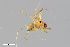  (Lepthyphantes nodifer - ZFMK-TIS-2504874)  @11 [ ] CreativeCommons  Attribution Share-Alike (by-sa) 818 (2014) Unspecified Zoologisches Forschungsmuseum Alexander Koenig