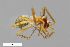  (Anguliphantes monticola - ZFMK-TIS-2504955)  @11 [ ] CreativeCommons  Attribution Share-Alike (by-sa) 818 (2014) Unspecified Zoologisches Forschungsmuseum Alexander Koenig