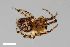  (Zygiella montana - ZFMK-TIS-2504959)  @11 [ ] CreativeCommons  Attribution Share-Alike (by-sa) 818 (2014) Unspecified Zoologisches Forschungsmuseum Alexander Koenig