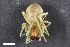  (Cheiracanthium elegans - ZFMK-TIS-2566918)  @11 [ ] CreativeCommons  Attribution Share-Alike (by-sa) 818 (2016) Unspecified Zoologisches Forschungsmuseum Alexander Koenig