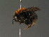  (Bombus hypnorum - BC ZSM HYM 13416)  @14 [ ] CreativeCommons - Attribution Non-Commercial Share-Alike (2015) Unspecified SNSB, Zoologische Staatssammlung Muenchen