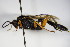  (Pimpla illecebrator - BC ZSM HYM 18755)  @14 [ ] CreativeCommons - Attribution Non-Commercial Share-Alike (2015) Unspecified SNSB, Zoologische Staatssammlung Muenchen