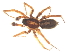  (Pardosa ourayensis - CNC-ARACH-000043-01)  @11 [ ] Unspecified (default): All Rights Reserved  Unspecified Unspecified