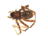  (Pardosa steva - CNC-ARACH-000053-03)  @11 [ ] Unspecified (default): All Rights Reserved  Unspecified Unspecified