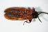  (Pyropterus - GBOL_Col_FK_0741)  @13 [ ] CreativeCommons - Attribution Non-Commercial Share-Alike (2015) Unspecified SNSB, Zoologische Staatssammlung Muenchen