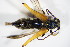  (Stenopterus ater - GBOL_Col_FK_0117)  @13 [ ] CreativeCommons - Attribution Non-Commercial Share-Alike (2015) Unspecified SNSB, Zoologische Staatssammlung Muenchen