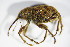  (Curculio venosus - GBOL_Col_FK_0261)  @13 [ ] CreativeCommons - Attribution Non-Commercial Share-Alike (2015) Unspecified SNSB, Zoologische Staatssammlung Muenchen