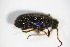  (Ptinus rufipes - GBOL_Col_FK_1025)  @13 [ ] CreativeCommons - Attribution Non-Commercial Share-Alike (2015) Unspecified SNSB, Zoologische Staatssammlung Muenchen