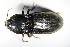  (Selatosomus latus - GBOL_Col_FK_1062)  @14 [ ] CreativeCommons - Attribution Non-Commercial Share-Alike (2015) Unspecified SNSB, Zoologische Staatssammlung Muenchen