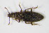  (Monotoma angusticollis - GBOL_Col_FK_0391)  @13 [ ] CreativeCommons - Attribution Non-Commercial Share-Alike (2015) Unspecified SNSB, Zoologische Staatssammlung Muenchen
