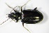  (Bembidion geniculatum - GBOL_Col_FK_0601)  @14 [ ] CreativeCommons - Attribution Non-Commercial Share-Alike (2015) Unspecified SNSB, Zoologische Staatssammlung Muenchen