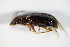  (Bradycellus harpalinus - GBOL_Col_FK_1957)  @13 [ ] CreativeCommons - Attribution Non-Commercial Share-Alike (2015) Unspecified SNSB, Zoologische Staatssammlung Muenchen