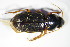  (Harpalus griseus - GBOL_Col_FK_2030)  @13 [ ] CreativeCommons - Attribution Non-Commercial Share-Alike (2015) Unspecified SNSB, Zoologische Staatssammlung Muenchen