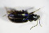  (Bembidion lunulatum - GBOL_Col_FK_2038)  @13 [ ] CreativeCommons - Attribution Non-Commercial Share-Alike (2015) Unspecified SNSB, Zoologische Staatssammlung Muenchen