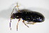  (Orsodacnidae - GBOL_Col_FK_2078)  @14 [ ] CreativeCommons - Attribution Non-Commercial Share-Alike (2015) Unspecified SNSB, Zoologische Staatssammlung Muenchen