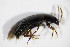  (Tachinus bipustulatus - GBOL_Col_FK_5902)  @13 [ ] CreativeCommons - Attribution Non-Commercial Share-Alike (2015) Unspecified SNSB, Zoologische Staatssammlung Muenchen