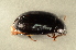  (Platydema violaceum - GBOL00041)  @14 [ ] CreativeCommons - Attribution Non-Commercial Share-Alike (2015) Unspecified SNSB, Zoologische Staatssammlung Muenchen