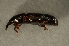  (Cossonus parallelepipedus - GBOL00091)  @13 [ ] CreativeCommons - Attribution Non-Commercial Share-Alike (2015) Unspecified SNSB, Zoologische Staatssammlung Muenchen