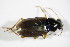  (Pogonus iridipennis - GBOL_Col_FK_4961)  @13 [ ] CreativeCommons - Attribution Non-Commercial Share-Alike (2015) Unspecified SNSB, Zoologische Staatssammlung Muenchen
