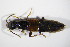  (Hesperus rufipennis - GBOL_Col_FK_5574)  @14 [ ] CreativeCommons - Attribution Non-Commercial Share-Alike (2015) Unspecified SNSB, Zoologische Staatssammlung Muenchen