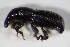  (Phloeophagus lignarius - GBOL_Col_FK_5098)  @13 [ ] CreativeCommons - Attribution Non-Commercial Share-Alike (2015) Unspecified SNSB, Zoologische Staatssammlung Muenchen