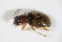  (Bembidion ruficolle - GBOL_Col_FK_2189)  @13 [ ] CreativeCommons - Attribution Non-Commercial Share-Alike (2015) Unspecified SNSB, Zoologische Staatssammlung Muenchen