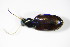  (Bembidion testaceum - GBOL_Col_FK_2981)  @14 [ ] CreativeCommons - Attribution Non-Commercial Share-Alike (2015) Unspecified SNSB, Zoologische Staatssammlung Muenchen