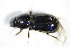  (Nialus varians - GBOL_Col_FK_3239)  @13 [ ] CreativeCommons - Attribution Non-Commercial Share-Alike (2015) Unspecified SNSB, Zoologische Staatssammlung Muenchen