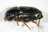  (Harpalus smaragdinus - GBOL_Col_FK_3321)  @13 [ ] CreativeCommons - Attribution Non-Commercial Share-Alike (2015) Unspecified SNSB, Zoologische Staatssammlung Muenchen