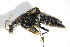  (Ontholestes haroldi - GBOL_Col_FK_3337)  @14 [ ] CreativeCommons - Attribution Non-Commercial Share-Alike (2015) Unspecified SNSB, Zoologische Staatssammlung Muenchen