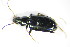  (Bembidion atrocaeruleum - GBOL_Col_FK_3706)  @13 [ ] CreativeCommons - Attribution Non-Commercial Share-Alike (2015) Unspecified SNSB, Zoologische Staatssammlung Muenchen