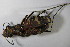  (Cicindela sylvicola - GBOL 01285)  @13 [ ] CreativeCommons - Attribution Non-Commercial Share-Alike (2015) Unspecified SNSB, Zoologische Staatssammlung Muenchen