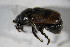  (Scarabaeidae_gen spACI8166 - GBOL02117)  @12 [ ] CreativeCommons - Attribution Non-Commercial Share-Alike (2015) Unspecified SNSB, Zoologische Staatssammlung Muenchen