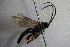  (Cratichneumon albifrons - GBOL14204)  @11 [ ] CreativeCommons - Attribution Non-Commercial Share-Alike (2015) Unspecified SNSB, Zoologische Staatssammlung Muenchen