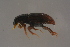  (Plagiogonus arenarius - GBOLBB368)  @11 [ ] CreativeCommons - Attribution Non-Commercial Share-Alike (2016) SNSB, Staatliche Naturwissenschaftliche Sammlungen Bayerns ZSM (SNSB, Zoologische Staatssammlung Muenchen)