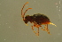  (Ptinus pilosus - GBOLBB469)  @13 [ ] CreativeCommons - Attribution Non-Commercial Share-Alike (2016) SNSB, Staatliche Naturwissenschaftliche Sammlungen Bayerns ZSM (SNSB, Zoologische Staatssammlung Muenchen)