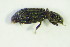  (Hydrochus carinatus - GBOL 05408)  @13 [ ] CreativeCommons - Attribution Non-Commercial Share-Alike (2015) Unspecified SNSB, Zoologische Staatssammlung Muenchen