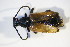  (Stictoleptura fulva - GBOL_Col_FK_09423)  @13 [ ] CreativeCommons - Attribution Non-Commercial Share-Alike (2015) Unspecified SNSB, Zoologische Staatssammlung Muenchen