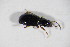 (Bembidion gilvipes - GBOL_Col_FK_09703)  @13 [ ] CreativeCommons - Attribution Non-Commercial Share-Alike (2015) Unspecified SNSB, Zoologische Staatssammlung Muenchen