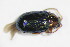  (Crepidodera nitidula - GBOL_Col_FK_10362)  @13 [ ] CreativeCommons - Attribution Non-Commercial Share-Alike (2015) Unspecified SNSB, Zoologische Staatssammlung Muenchen