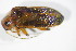  (Osphya bipunctata - GBOL_Col_FK_10864)  @13 [ ] CreativeCommons - Attribution Non-Commercial Share-Alike (2015) Unspecified SNSB, Zoologische Staatssammlung Muenchen