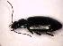  (Bembidion complanatum - GBOL_Col_FK_7217)  @13 [ ] CreativeCommons - Attribution Non-Commercial Share-Alike (2015) Unspecified SNSB, Zoologische Staatssammlung Muenchen