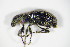  (Polydrusus inustus - GBOL_Col_FK_7914)  @13 [ ] CreativeCommons - Attribution Non-Commercial Share-Alike (2015) Unspecified SNSB, Zoologische Staatssammlung Muenchen