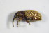  (Mecinus ictericus - GBOL_Col_FK_7983)  @13 [ ] CreativeCommons - Attribution Non-Commercial Share-Alike (2015) Unspecified SNSB, Zoologische Staatssammlung Muenchen