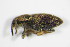  (Tychius cuprifer - GBOL_Col_FK_8027)  @11 [ ] CreativeCommons - Attribution Non-Commercial Share-Alike (2015) Unspecified SNSB, Zoologische Staatssammlung Muenchen