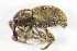  (Pachytychius sparsutus - GBOL_Col_FK_8224)  @12 [ ] CreativeCommons - Attribution Non-Commercial Share-Alike (2015) Unspecified SNSB, Zoologische Staatssammlung Muenchen