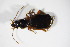  (Cymindis humeralis - GBOL_Col_FK_8561)  @13 [ ] CreativeCommons - Attribution Non-Commercial Share-Alike (2015) Unspecified SNSB, Zoologische Staatssammlung Muenchen